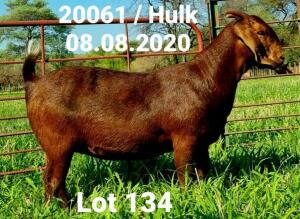 LOT 134 1X KALAHARI RED OOI/EWE - PS - DHIDEJAK KALAHARI REDS