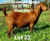 ONTTREK - LOT 22 1X KALAHARI RED OOI/EWE - PS - DHIDEJAK KALAHARI REDS - 2