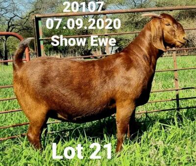 LOT 21 1X KALAHARI RED OOI/EWE - STUD - DHIDEJAK KALAHARI REDS