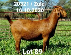 LOT 89 1X KALAHARI RED OOI/EWE - PS - DHIDEJAK KALAHARI REDS