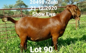 LOT 90 1X KALAHARI RED OOI/EWE - PS - DHIDEJAK KALAHARI REDS