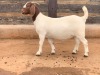 LOT 42 1X BOER GOAT OOI/EWE - STUD - FOURIE BOERBOKSTOET