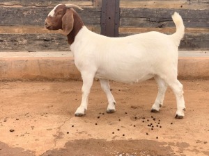 LOT 42 1X BOER GOAT OOI/EWE - STUD - FOURIE BOERBOKSTOET