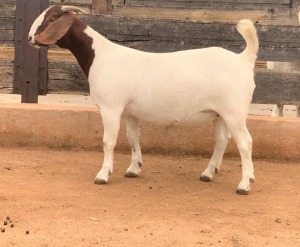 LOT 102 1X BOER GOAT OOI/EWE - STUD - FOURIE BOERBOKSTOET