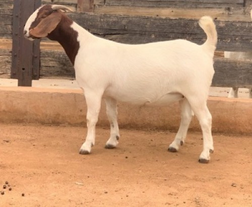 LOT 102 1X BOER GOAT OOI/EWE - STUD - FOURIE BOERBOKSTOET