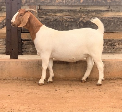 LOT 43 1X BOER GOAT OOI/EWE - STUD - FOURIE BOERBOKSTOET