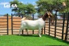 LOT 4A 1X BOER GOAT OOI/EWE - STUD - HEIN BOOYSEN