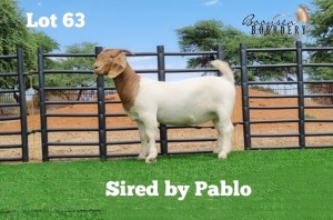 LOT 63 1X BOER GOAT OOI/EWE - STUD - HEIN BOOYSEN