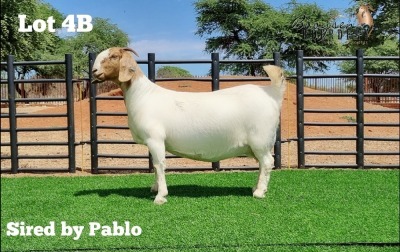 LOT 4B 1X BOER GOAT OOI/EWE - STUD - HEIN BOOYSEN