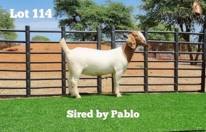 LOT 114 1X BOER GOAT OOI/EWE - STUD - HEIN BOOYSEN