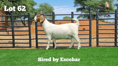 LOT 62 1X BOER GOAT OOI/EWE - STUD - HEIN BOOYSEN