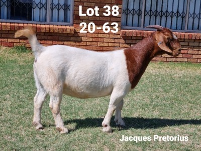 LOT 38 1X BOER GOAT OOI/EWE - STUD - BIETJIE BERG BOERBOKSTOET