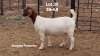 ONTTREK - LOT 39 1X BOER GOAT OOI/EWE - STUD - BIETJIE BERG BOERBOKSTOET - 2