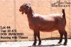 LOT 44 1X KALAHARI RED OOI/EWE - STUD - JOHN BOTES BOERDERY