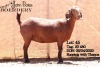 ONTTREK - LOT 45 1X KALAHARI RED OOI/EWE - STUD - JOHN BOTES BOERDERY - 2