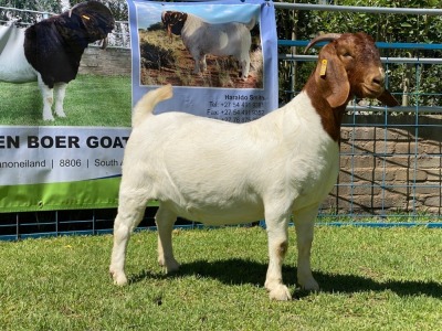 LOT 12 1X BOER GOAT OOI/EWE - STUD - KARSTEN BDY BOERBOKKE