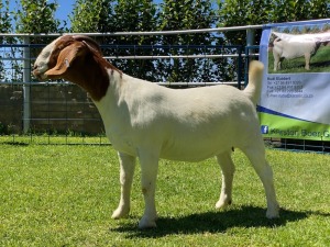 LOT 76 1X BOER GOAT OOI/EWE - STUD - KARSTEN BDY BOERBOKKE