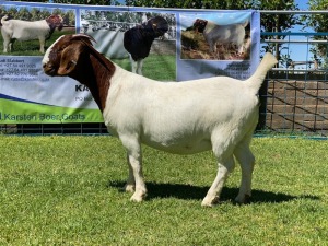 LOT 11 1X BOER GOAT OOI/EWE - STUD - KARSTEN BDY BOERBOKKE