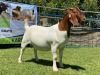 ONTTREK - LOT 77 1X BOER GOAT OOI/EWE - STUD - KARSTEN BDY BOERBOKKE - 2