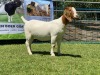 LOT 75 1X BOER GOAT OOI/EWE - STUD - KARSTEN BDY BOERBOKKE