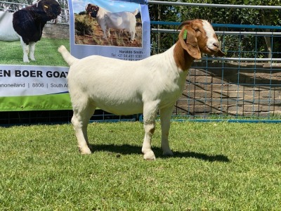 LOT 75 1X BOER GOAT OOI/EWE - STUD - KARSTEN BDY BOERBOKKE