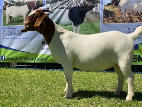LOT 124 1X BOER GOAT OOI/EWE - STUD - KARSTEN BDY BOERBOKKE