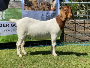 LOT 127 1X BOER GOAT OOI/EWE - STUD - KARSTEN BDY BOERBOKKE