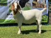 LOT 78 1X BOER GOAT OOI/EWE - STUD - KARSTEN BDY BOERBOKKE