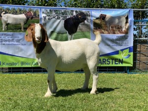 LOT 126 1X BOER GOAT OOI/EWE - STUD - KARSTEN BDY BOERBOKKE