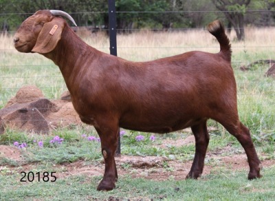 LOT 46 1X KALAHARI RED OOI/EWE - STUD - KILIFI CREEK KALAHARI REDS