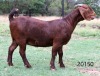 LOT 47 1X KALAHARI RED OOI/EWE - STUD - KILIFI CREEK KALAHARI REDS