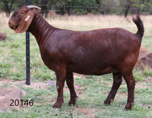 LOT 103 1X KALAHARI RED OOI/EWE - STUD - KILIFI CREEK KALAHARI REDS