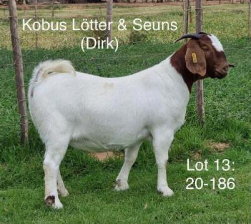 LOT 13 1X BOER GOAT OOI/EWE - STUD - KOBUS L&Ouml;TTER & SEUNS BOERBOKSTOET