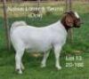 LOT 13 1X BOER GOAT OOI/EWE - STUD - KOBUS L&Ouml;TTER & SEUNS BOERBOKSTOET