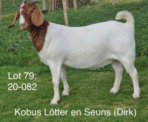 LOT 79 1X BOER GOAT OOI/EWE - STUD - KOBUS LÖTTER & SEUNS BOERBOKSTOET