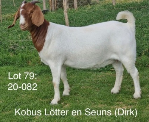 LOT 79 1X BOER GOAT OOI/EWE - STUD - KOBUS L&Ouml;TTER & SEUNS BOERBOKSTOET