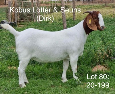 LOT 80 1X BOER GOAT OOI/EWE - STUD - KOBUS LÖTTER & SEUNS BOERBOKSTOET