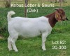 LOT 82 1X BOER GOAT OOI/EWE - STUD - KOBUS LÖTTER & SEUNS BOERBOKSTOET