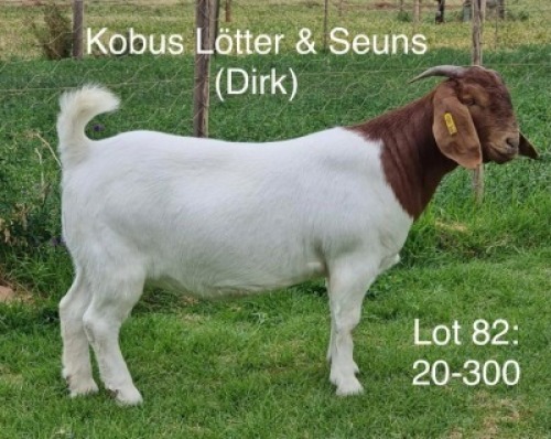 LOT 82 1X BOER GOAT OOI/EWE - STUD - KOBUS L&Ouml;TTER & SEUNS BOERBOKSTOET