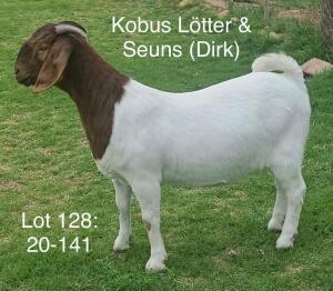 LOT 128 1X BOER GOAT OOI/EWE - STUD - KOBUS LÖTTER & SEUNS BOERBOKSTOET