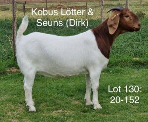 LOT 130 1X BOER GOAT OOI/EWE - STUD - KOBUS LÖTTER & SEUNS BOERBOKSTOET