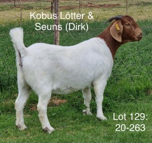 LOT 129 1X BOER GOAT OOI/EWE - STUD - KOBUS LÖTTER & SEUNS BOERBOKSTOET