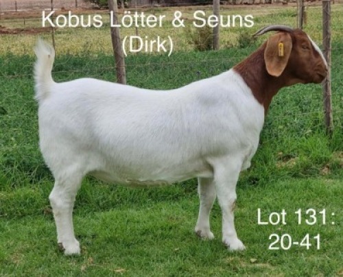 LOT 131 1X BOER GOAT OOI/EWE - STUD - KOBUS L&Ouml;TTER & SEUNS BOERBOKSTOET