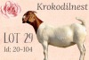 LOT 29 1X BOER GOAT OOI/EWE - STUD - KROKODILNEST