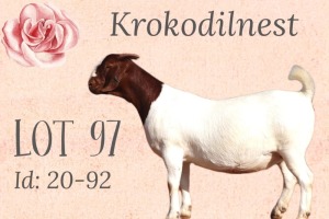 LOT 97 1X BOER GOAT OOI/EWE - STUD - KROKODILNEST