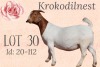 ONTTREK - LOT 30 1X BOER GOAT OOI/EWE - STUD - KROKODILNEST - 2