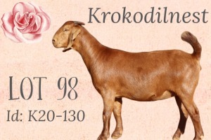 LOT 98 1X KALAHARI RED OOI/EWE - STUD - KROKODILNEST