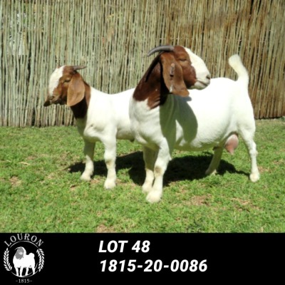 LOT 48 1X BOER GOAT OOI/EWE - STUD - LOURON BOERBOKSTOET