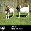 LOT 48 1X BOER GOAT OOI/EWE - STUD - LOURON BOERBOKSTOET - 2