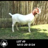 ONTTREK - LOT 49 1X BOER GOAT OOI/EWE - STUD - LOURON BOERBOKSTOET - 2